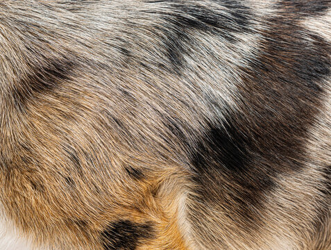 Dog fur texture close up creating abstract pattern