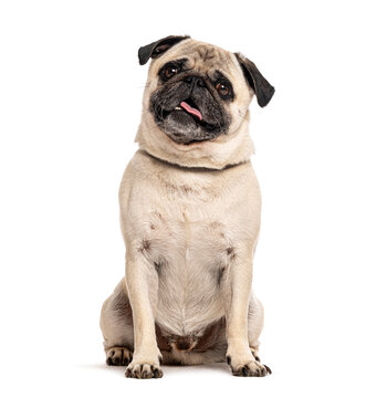 Pug dog panting with tongue out sitting