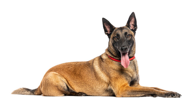 Belgian shepherd malinois dog lying down panting