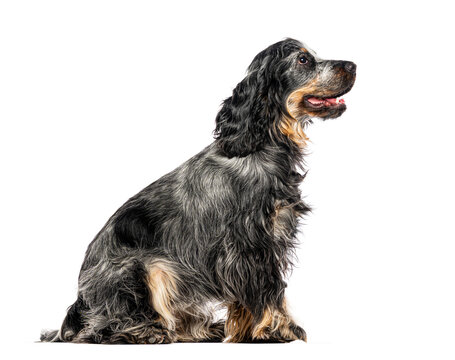 English cocker spaniel blue roan sitting profile looking up