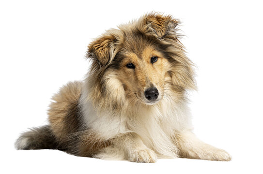 Rough collie dog lying down looking at camera