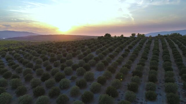 Aerial view of Mediterranean olive groves cultivated for olive oil production, with neatly planted rows of mature olive trees extending across farmland under warm sunset light