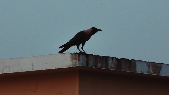 Dark crow stands on a building rooftop with its beak open against a pale sky