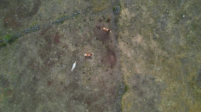 Three cattle walk across a dry, patchy pasture as the aerial camera follows from directly above, revealing worn tracks, sparse grass, bare earth, and scattered stones.