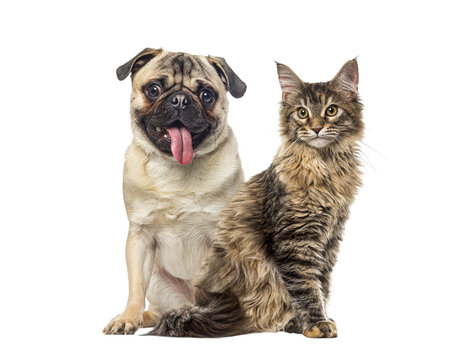 Pug and maine coon cat sitting together transparent background