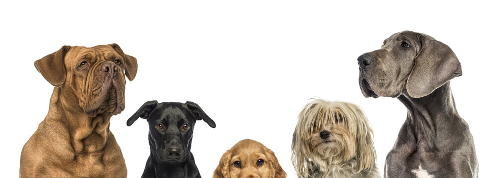 Diverse dog breeds presenting pet diversity and companionship