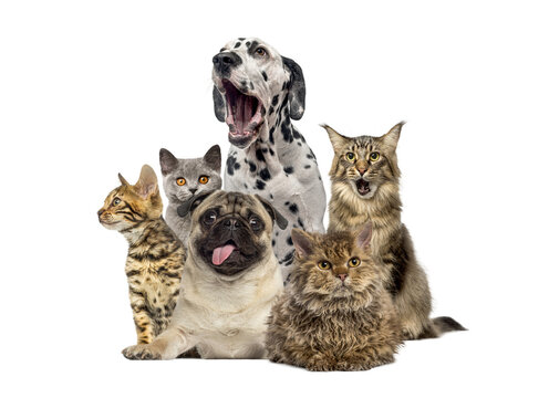 Group of diverse pets expressing various emotions