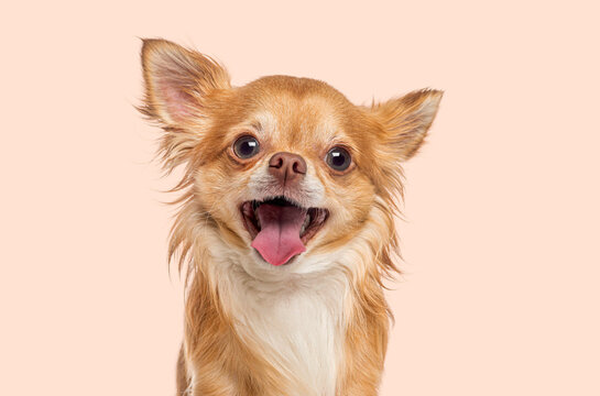 Happy chihuahua dog puppy smiling portrait on peach background