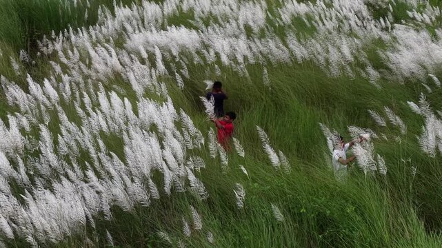 Aerial view of children playing in a field of white Kashful, also known as Kans grass or wild sugarcane, with green stalks in Chittagong, Bangladesh.