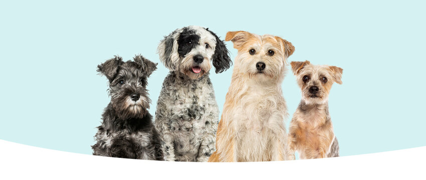 Group of diverse small companion dogs sitting together