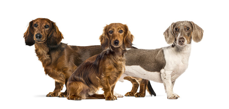 Long haired and piebald dachshunds standing and sitting, variety of dogs
