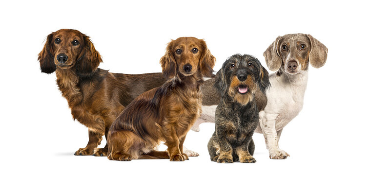 Dachshund dogs with diverse coats standing