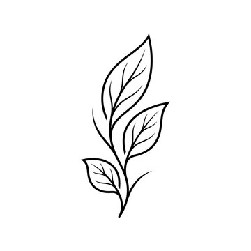 Minimalist Botanical Leaf Line Art