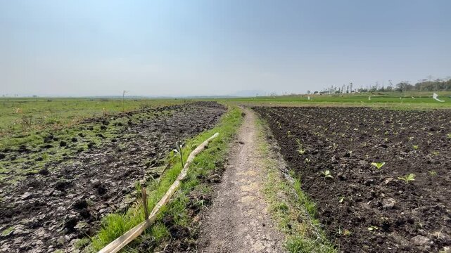 An FPV camera travels forward along a narrow track beside a dry lake, revealing tobacco and young rice grown together across an Indonesian agricultural landscape.