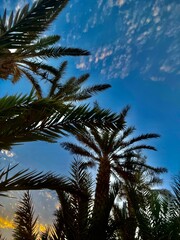palm trees at sunset © Saad