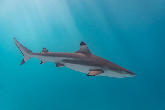 Black tip shark in the ocean