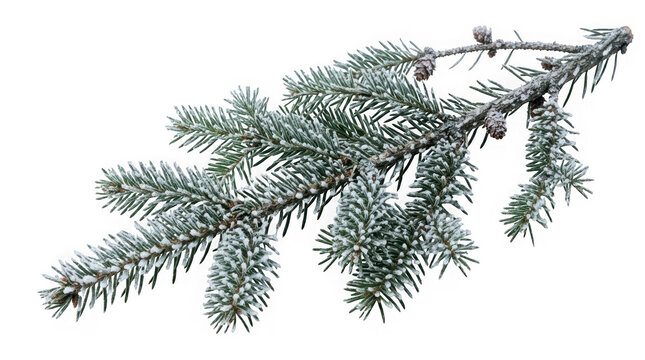 Frosted pine branch with snow and small cones isolated on transparent background