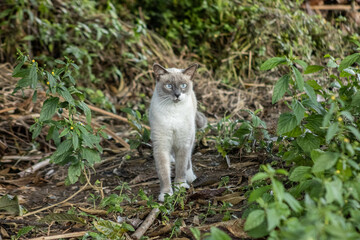 Cat © Richard
