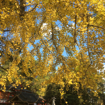 Golden ginkgo foliage at Kamou Hachiman Shrine in Aira, Kagoshima, Japan