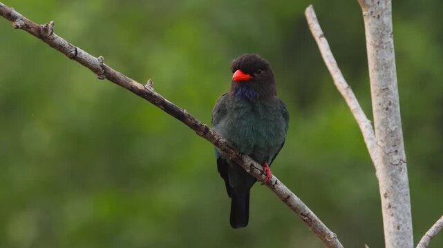Dollarbird perches on a bare tree branch, looking around against a blurred green forest background in close-up shot.