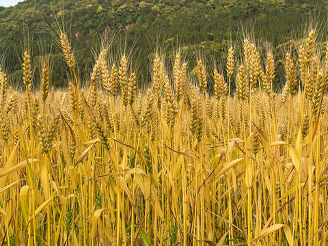 Golden grain field at Yonemaru Maar in Aira, Kagoshima, Japan