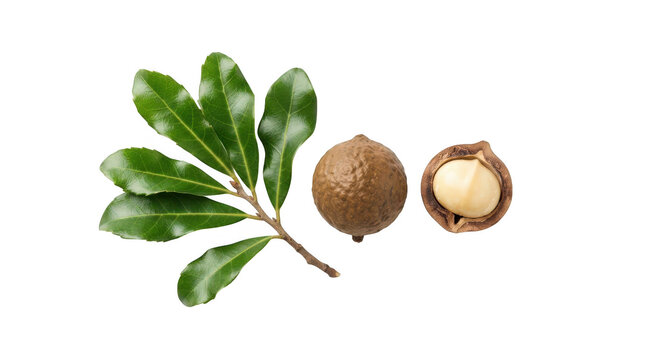Macadamia nuts with green leaves isolated on transparent background