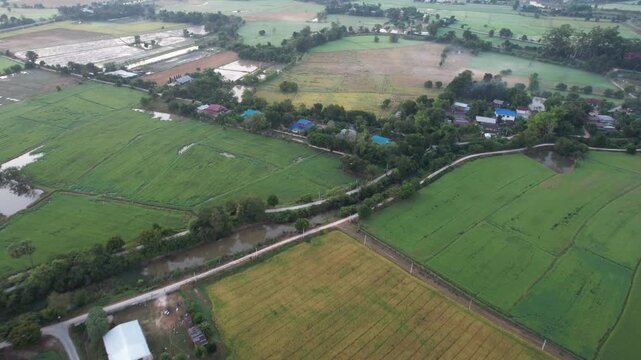 チャイナットの田園風景の空撮　ชัยนาท　Rice feild, Chai Nat　Drone Shooting