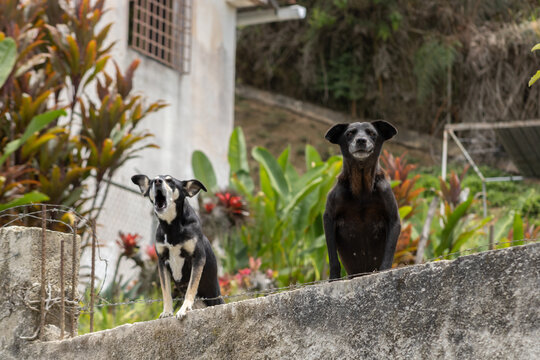 Los perros estan ladrando