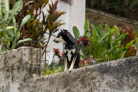 Los perros estan ladrando
