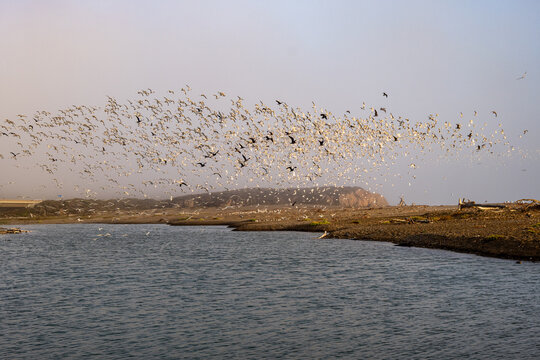 A large flock of seabirds flies over San Simeon Creek Lagoon at sunset, Cambria, California, United States, September 2026.