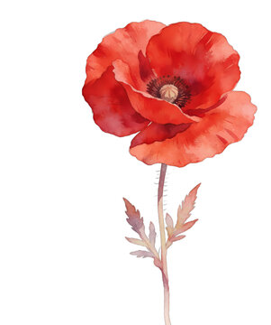Red poppy flower watercolor clipart