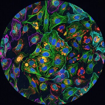Vibrant Microscopic Cells Under Fluorescence Microscopy Technology