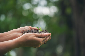 Fototapeta premium Hand holding sapling tree seedling sustainable green environment social governance ESG concepts. Farmer hands holding growth small sprout tree life. Sustainable Green Business responsibility.