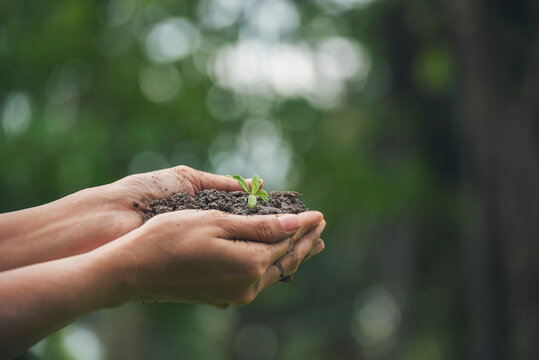 Hand holding sapling tree seedling sustainable green environment social governance ESG concepts. Farmer hands holding growth small sprout tree life. Sustainable Green Business responsibility.
