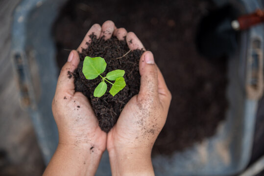 Hand holding sapling tree seedling sustainable green environment social governance ESG concepts. Farmer hands holding growth small tree life beginnings. Sustainable Green Business responsibility.