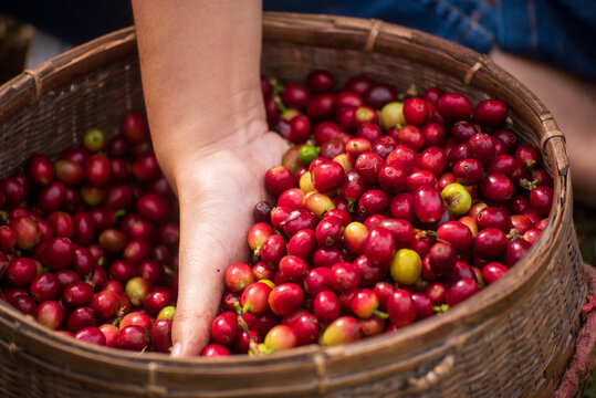 Close up hands coffee selected red ripe bean. Raw coffee beans heap dry red seed. Farmer hands selected waste rod fresh bean in eco farm. Coffee tree agriculture occupation hand holding in basket