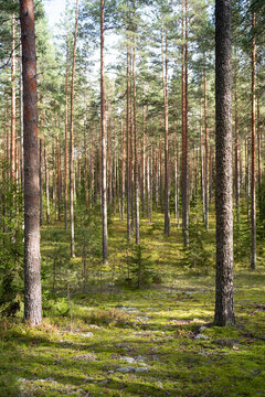 Autumn season. Sunlit taiga forest with tall pine trees and moss-covered ground in calm natural woodland. Beauty of nature. 