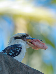 Naklejka premium Laughing Kookaburra Holding a Piece of Meat in its Beak