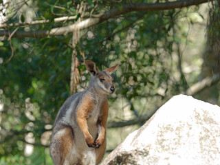 Naklejka premium Yellow-Footed Rock Wallaby Standing on a Boulder in the Shade
