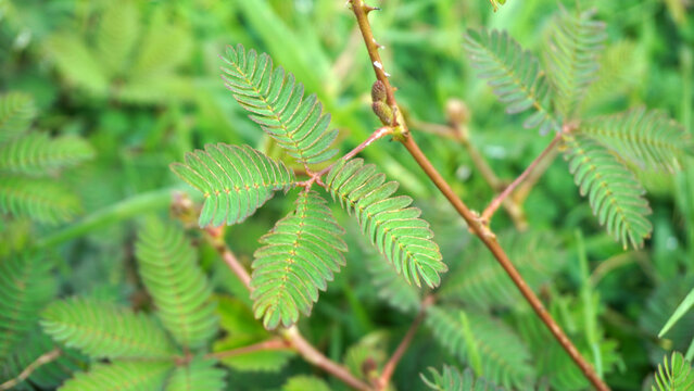 Delicate fern-like leaves of a sensitive plant captured in close detail amid lush green surroundings.