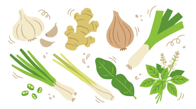 Set of fresh aromatic cooking ingredients including garlic, ginger, onion, leek and herbs, hand drawn illustration for culinary menu design