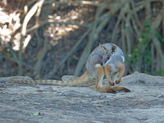 Yellow-Footed Rock Wallaby Resting on Ground in Natural Habitat © blueringmedia