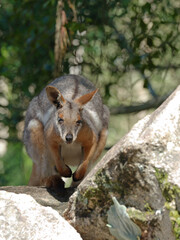 Naklejka premium Yellow-Footed Rock Wallaby Standing on Boulders in Natural Habitat
