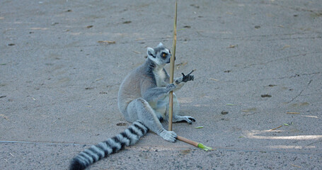 Fototapeta premium Ring-Tailed Lemur Sitting on Ground Holding a Bamboo Stick