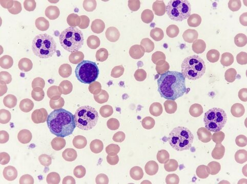 Microscopic View Of Healthy Human Blood Cells Detailed View