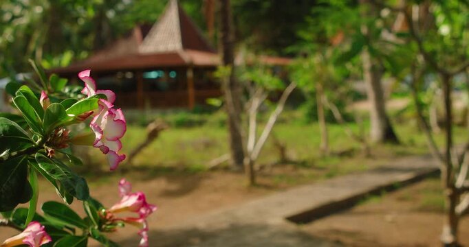 Pink Desert Rose Flower blooming in garden with Balinese Pavilion at Nusa Penida Island Indonesia