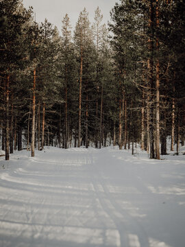 Groomed cross-country ski trail leading through a quiet snow-covered pine forest in northern Sweden during winter.