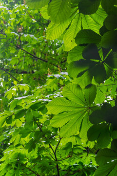 Horse chestnut tree leaves glowing in spring light