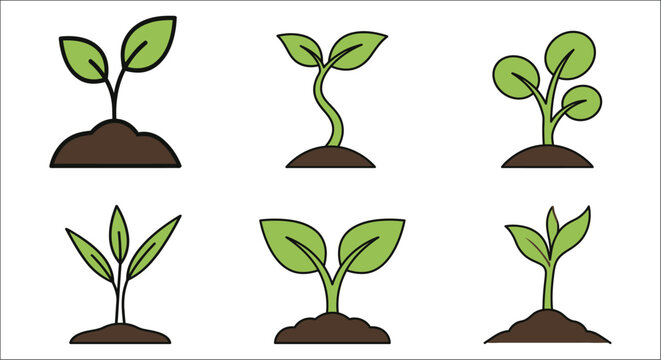 Growing plant sprouts in various stages depicted as a vector illustration with a white background