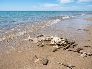 Obraz premium Fallen Fish Skeleton Washed Ashore Gentle Waves Kiss Sandy Beach